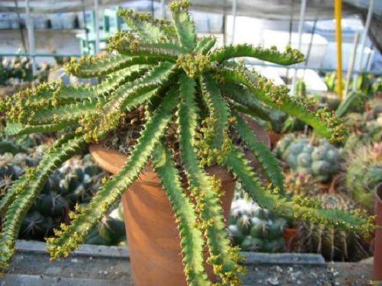 多肉植物飞龙的施肥养护