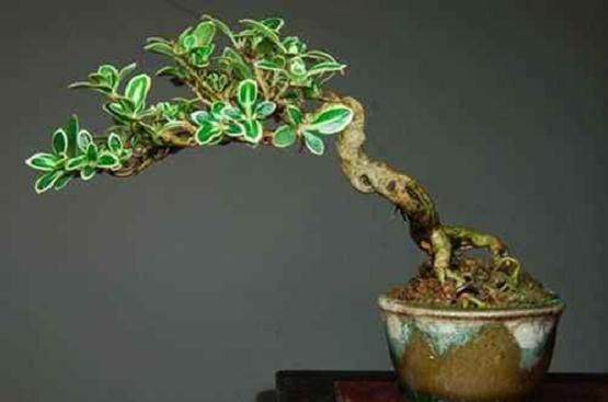 六月雪盆景在春季的换盆与浇水