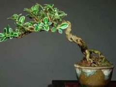 六月雪盆景在春季的换盆与浇水