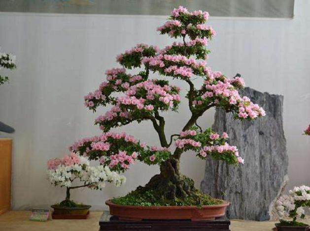 杜鹃花盆景的浇水与修剪施肥