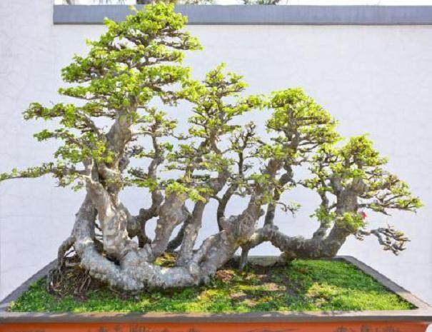 榆树盆景的浇水与设计与造型