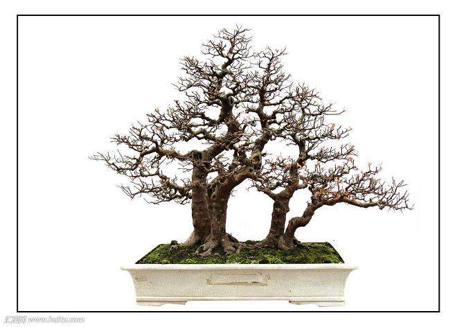 盆景落叶时怎么修剪浇水的5个方法