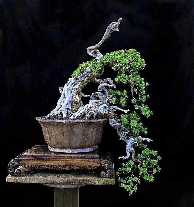 盆景落叶时怎么修剪浇水的5个方法