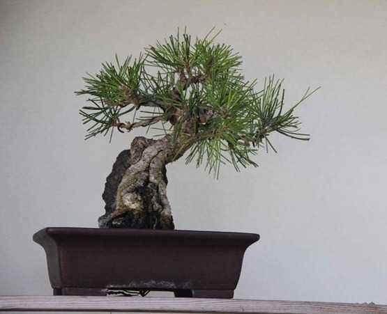 杜松盆景的浇水施肥与修剪翻盆