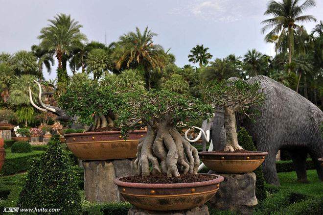 亚热带盆景的浇水施肥与修剪