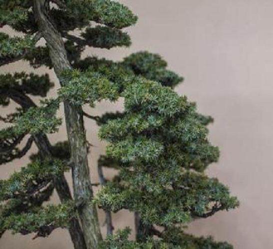 对新英格兰树木盆景的施肥与修剪