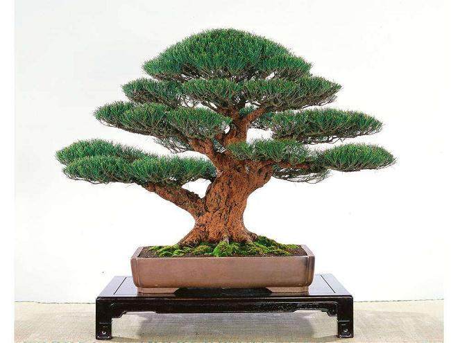 对新英格兰树木盆景的施肥与修剪