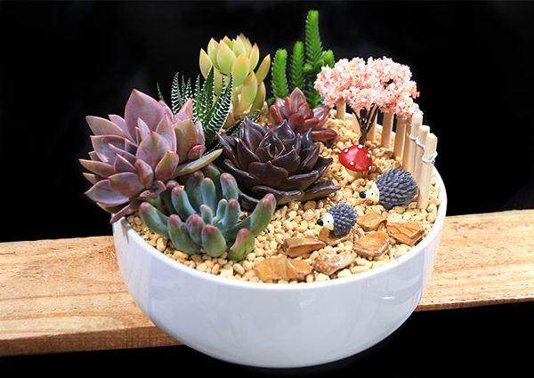 在自贡市场进行一番调查发现 多肉植物受喜爱程度高