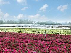 随着天气转暖,各类草花盆景也迎来销售旺季