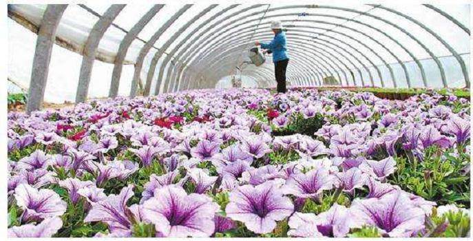 进入6月后 花卉行业渐入淡季 大盘整体下滑