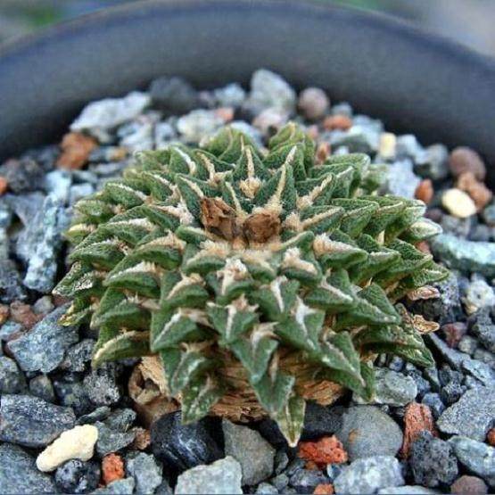 多肉黑牡丹的栽培繁殖方法