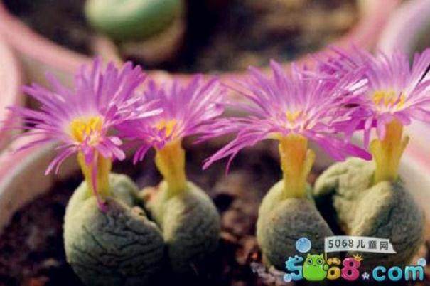 多肉空蝉肉植物的栽培繁殖技术