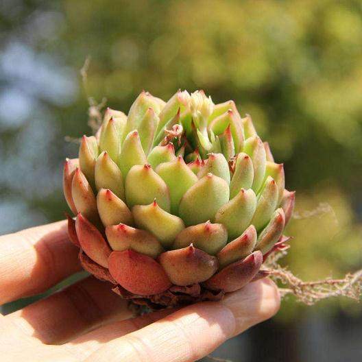 多肉在秋季养护时 要有充足的光照