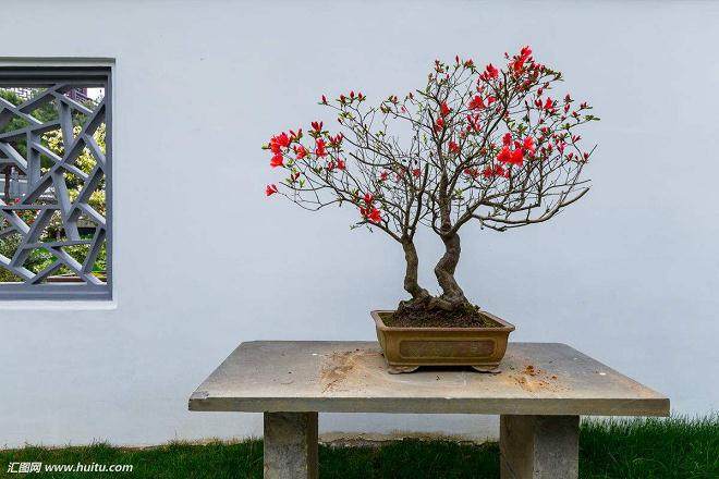 中国花卉协会盆景植物分会多肉植物产业小组正式成立