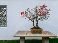 中国花卉协会盆景植物分会多肉植物产业小组正式成立