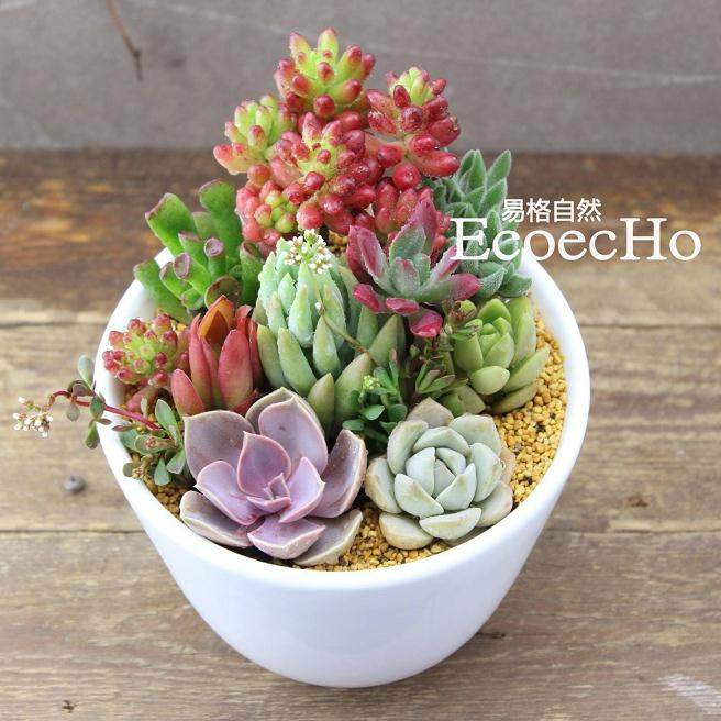 种植多肉植物 一亩的地上产出几十万元收益