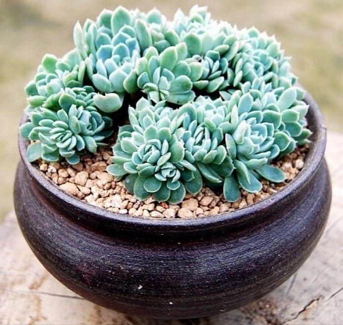 多肉植物为何在4月突然增长42.73%