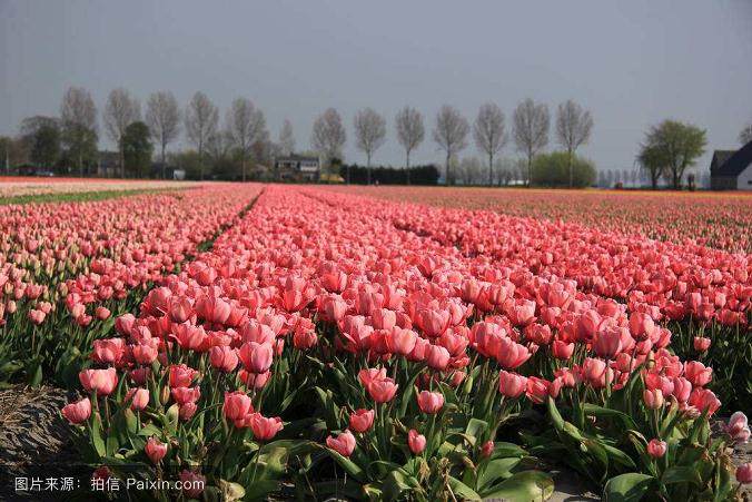 近30天花卉类产品的访客数较上一周期增长4.40%