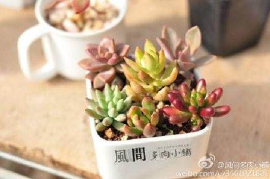 部分进口多肉植物还可能致幻 甚至威胁生命健康