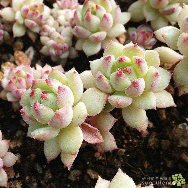 给多肉使用喷雾剂后 死了一对 损失了10多万元