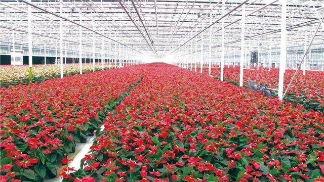 青州市社建设花卉电商物流一体化综合平台