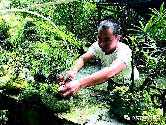 走进卢兵的石头记微盆景基地 仿佛进入了艺术的天地