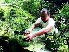 走进卢兵的石头记微盆景基地 仿佛进入了艺术的天地