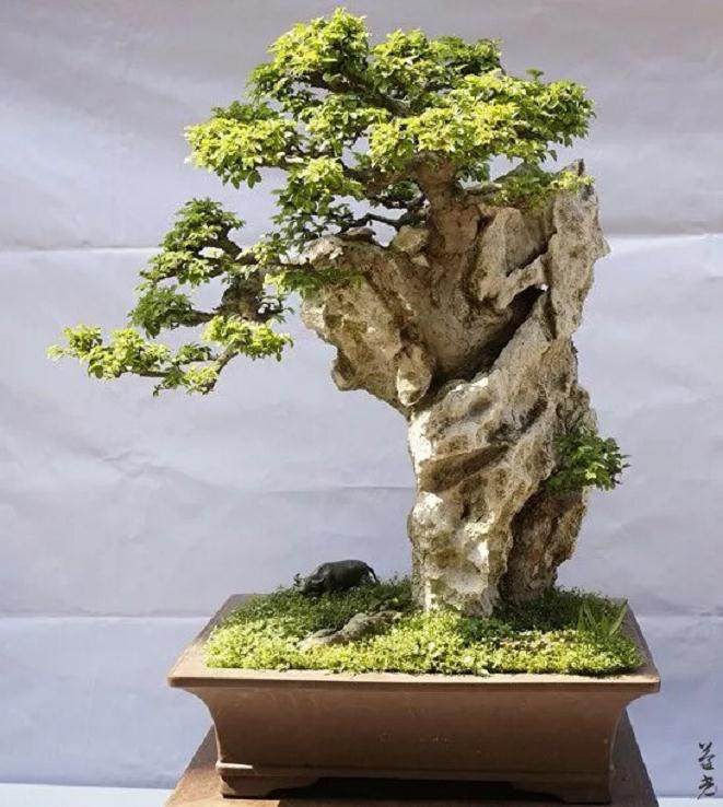 附石盆景的雅趣探讨