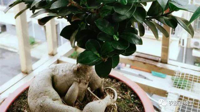 人参榕盆景的最好换盆时间