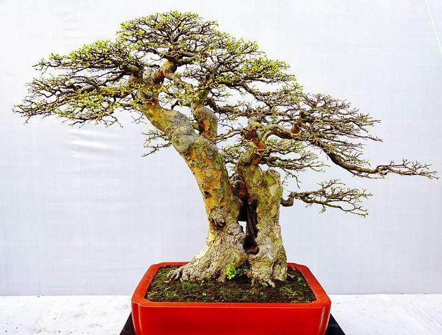 热带盆景的室内养护技巧