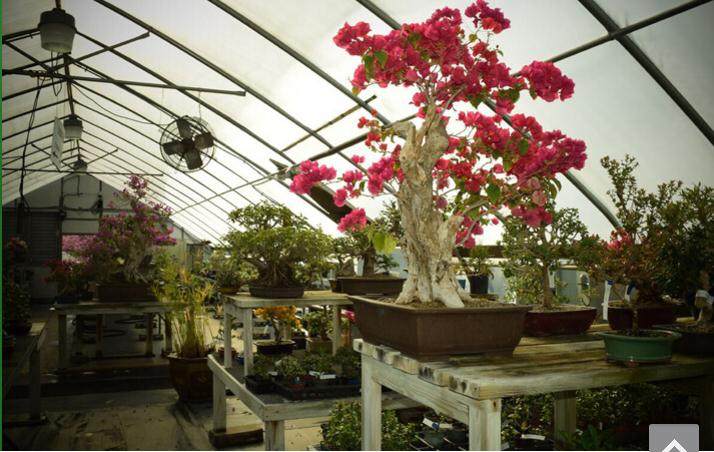 新英格兰盆景花园的故事