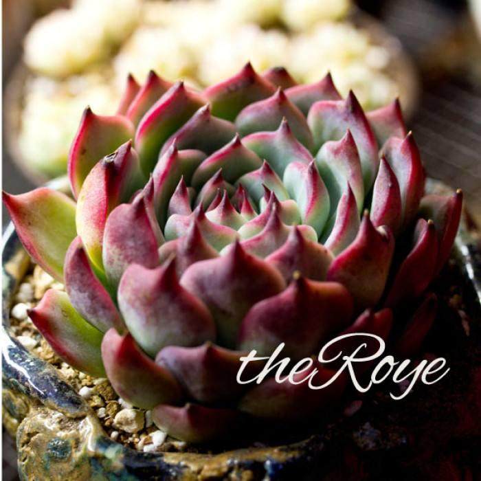 经过精心培育 这些多肉植物在他眼中变成无价之宝