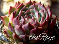 经过精心培育 这些多肉植物在他眼中变成无价之宝