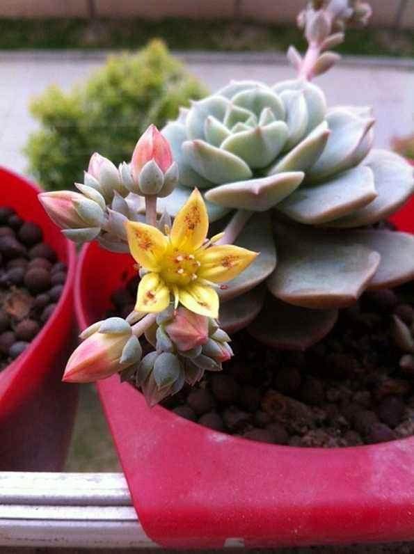 台风侵袭青州 导致当地多肉植物死伤超过70%