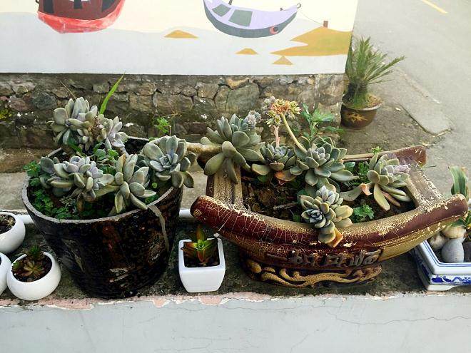 漳州多肉在各地线下市场占据60%至80%的份额