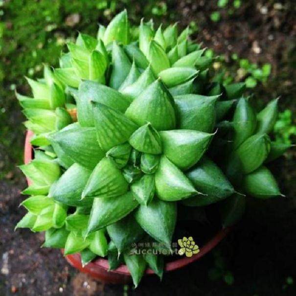 山东多肉电商交易额达到1.56 万亿元