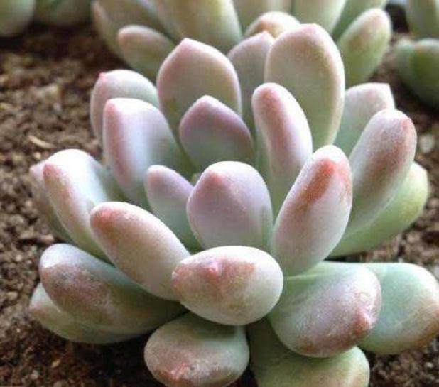 江浙沪的多肉在种植规模是全国之首