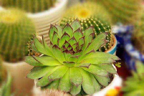 长生草目前在国内多肉市场的占比不足十分之一