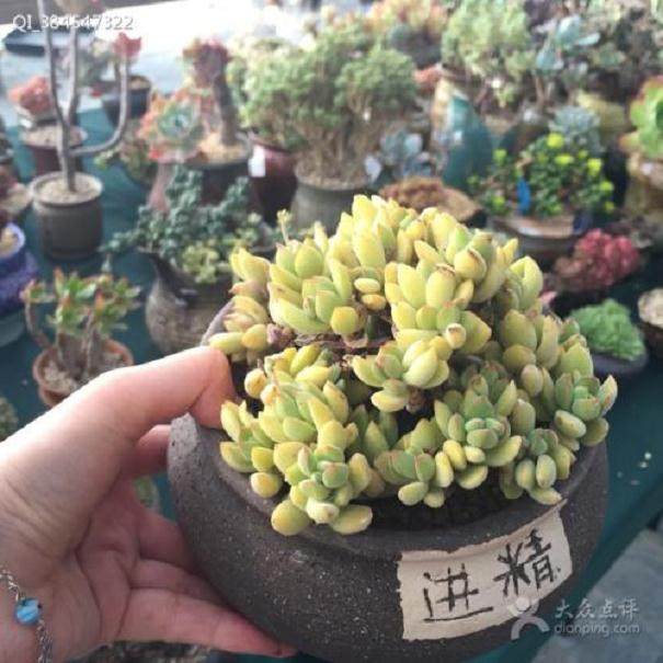 沭阳县村民一年多肉可以带来 50 万元收入