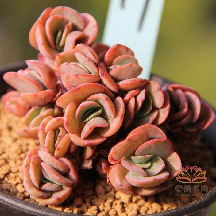 张先进直播多肉 一天销售额有10多万元