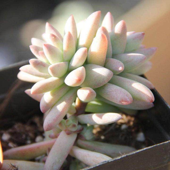 前两年一小盆多肉卖到过40元 现在是8元