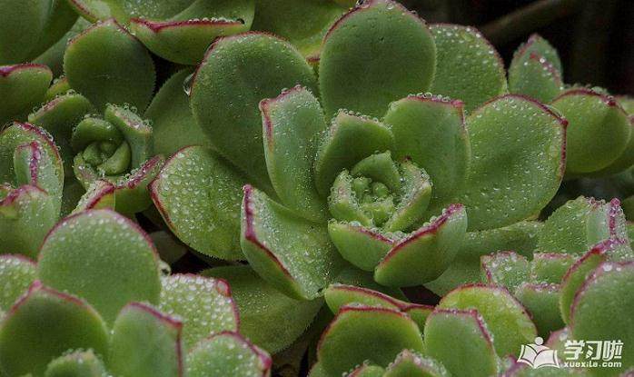 无土多肉从5月上市以来 销售情况非常好