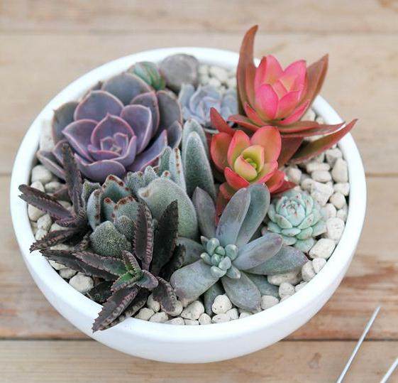 种植的多肉植物通过线上一年能收入20多万元