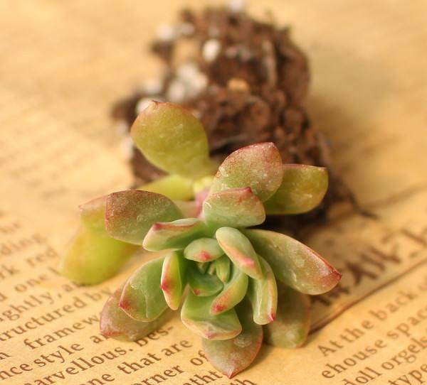 部分培植户多肉植物年销售额已经达50万元左右