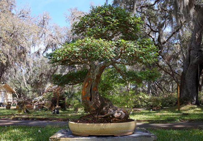 Jason Schley第一次制作盆景还是16岁的高中生