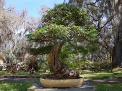 Jason Schley第一次制作盆景还是16岁的高中生