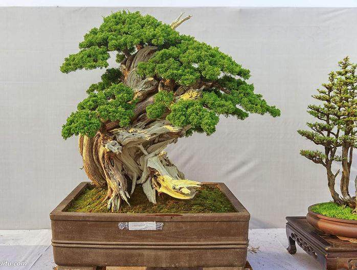 我对盆景的最大关注是参加奇怪的课堂