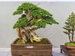 我对盆景的最大关注是参加奇怪的课堂