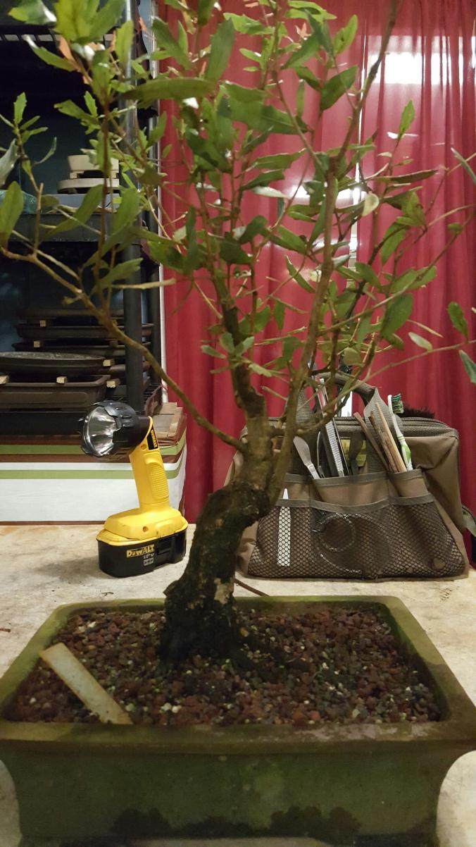 第一次给活橡木盆景造型