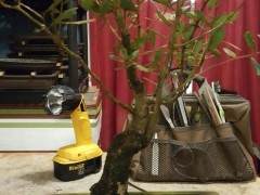 第一次给活橡木盆景造型